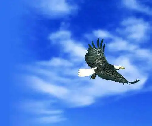 骏鹰_骏鹰和狮鹫_骏鹰兽