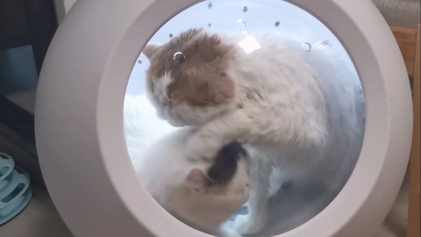 猫咪社区官网app在线视频_猫咪视频中心_猫咪视频全新地址