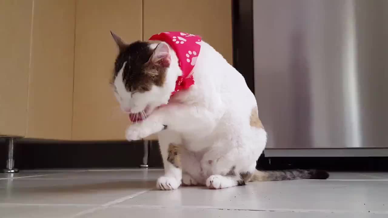 猫咪社区官网app在线视频_猫咪视频全新地址_猫咪视频中心