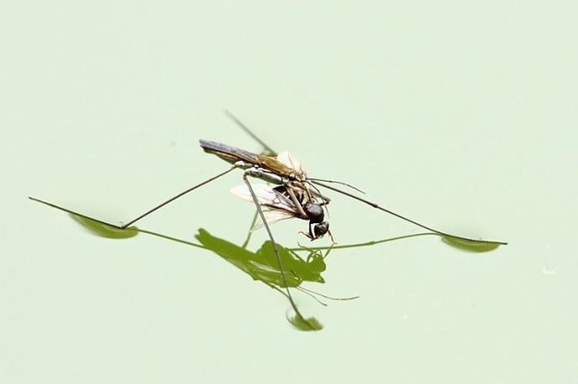 淡水中的神秘生物——蠃鱼奇遇记