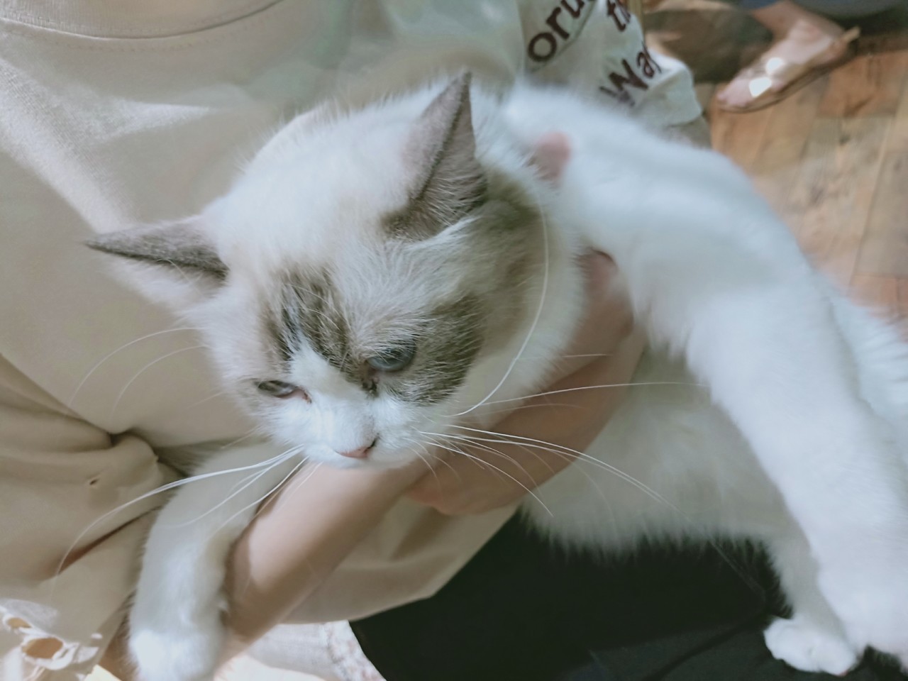 糗事百科猫：福利猫让我快乐无穷