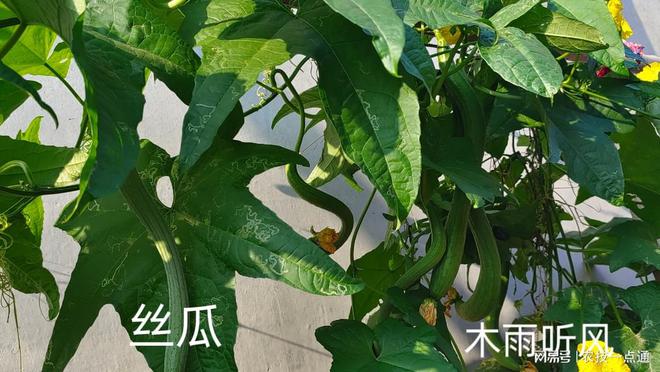 视频成品丝瓜在线观看_视频成品丝瓜在线播放_丝瓜成品视频