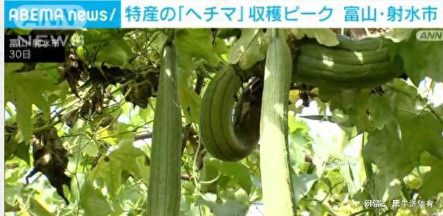 视频成品丝瓜在线播放_视频成品丝瓜在线观看_丝瓜成品视频