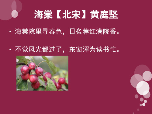 海棠网页_海棠网页登录入口_新四季海棠网页