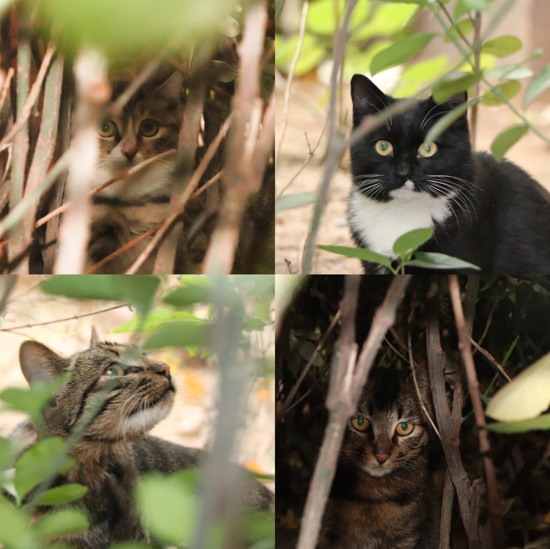 可爱皮皮喵：一只迷人小猫咪的故事