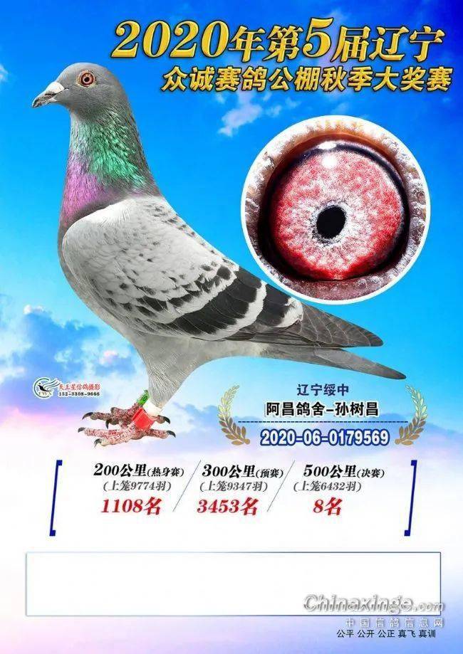 中鸽网赛事直播：引爆鸽友热情，点亮心中激情