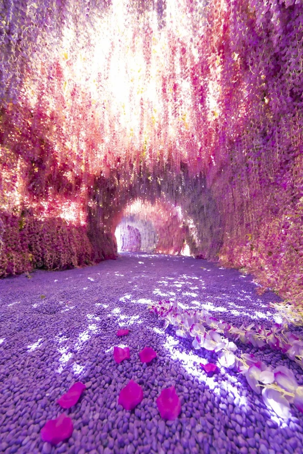 樱花游戏_樱花游戏安卓_樱花游戏樱花手机
