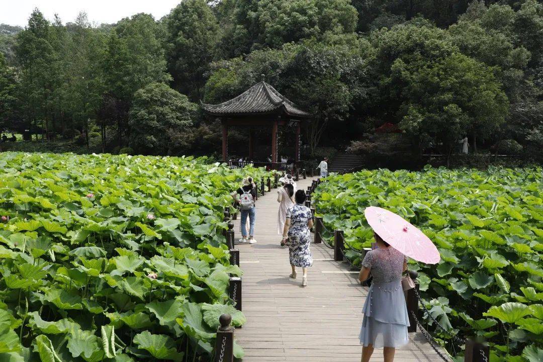 梅茵菲娜_梅茵_梅茵