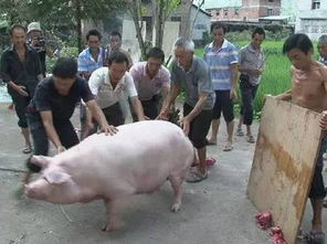副作用之瞳游戏下载 