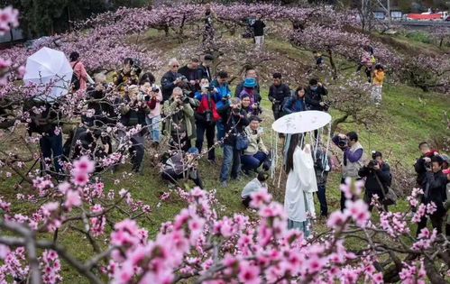 幸福小田园游戏安卓版最新版2024下载 