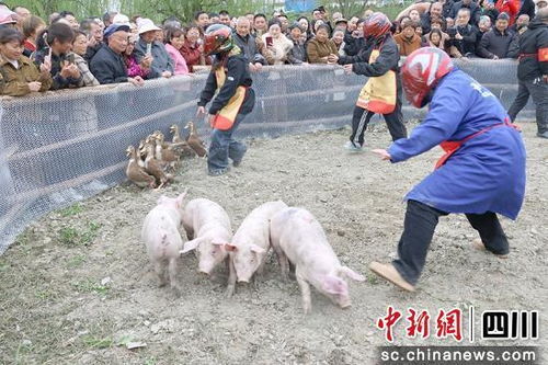 猪的进化 猪的进化
